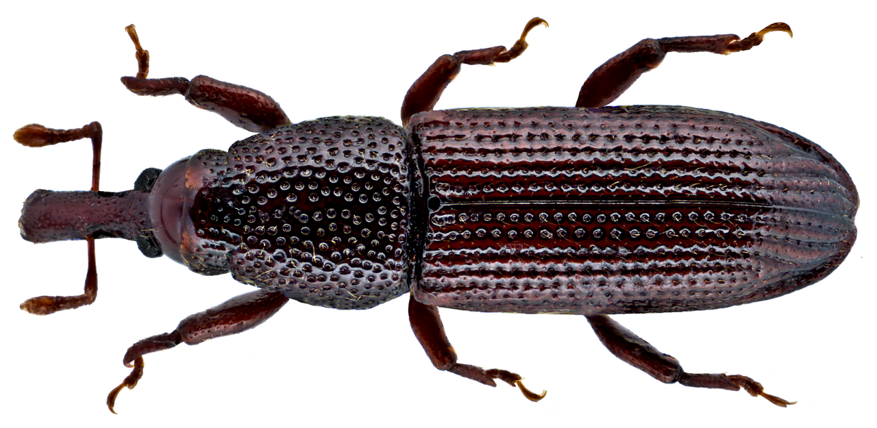 Råtesnutebille (Euophryum confine) tydelig synlig