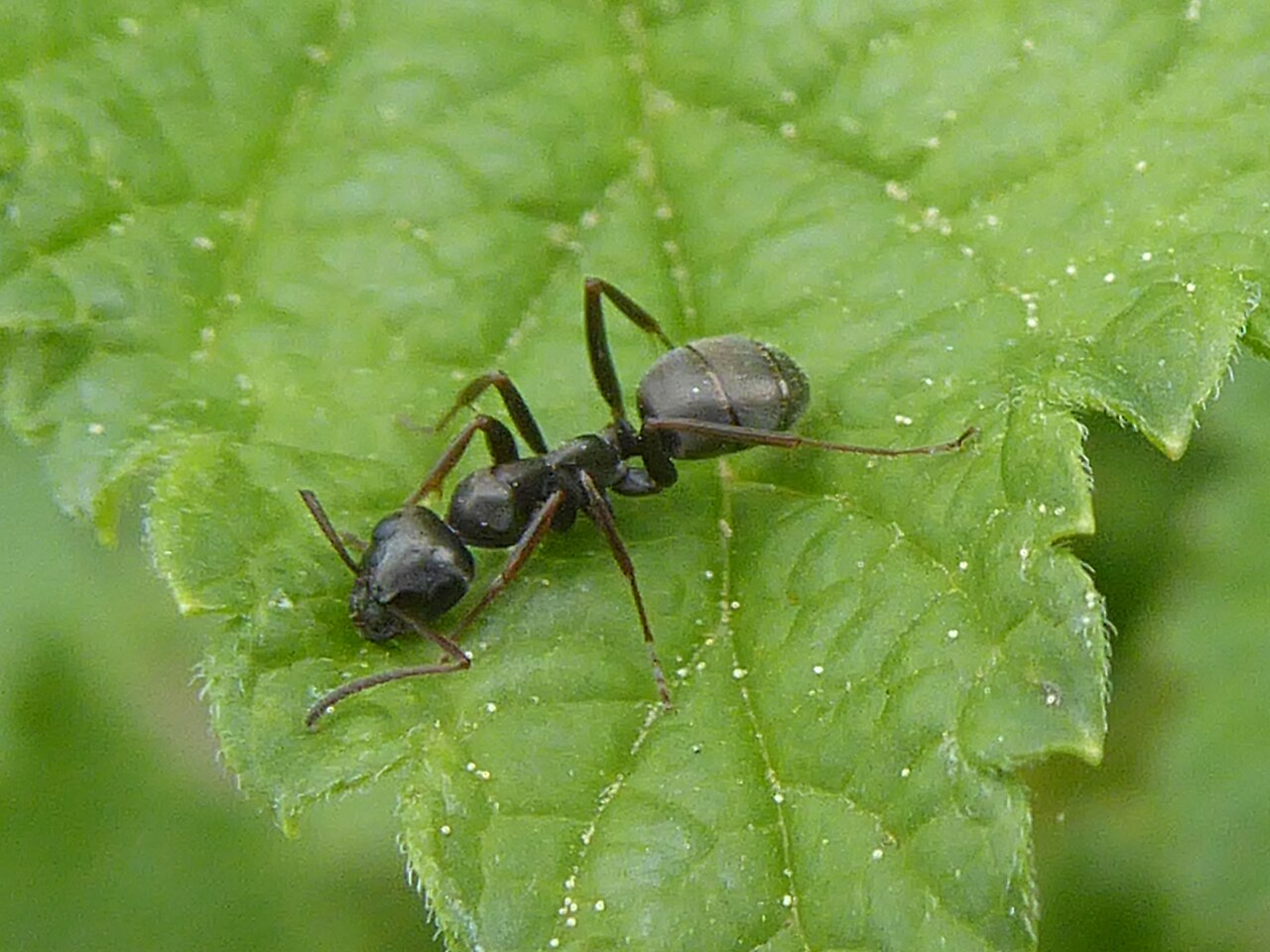 Sauemaur (Formica fusca) tydelig synlig