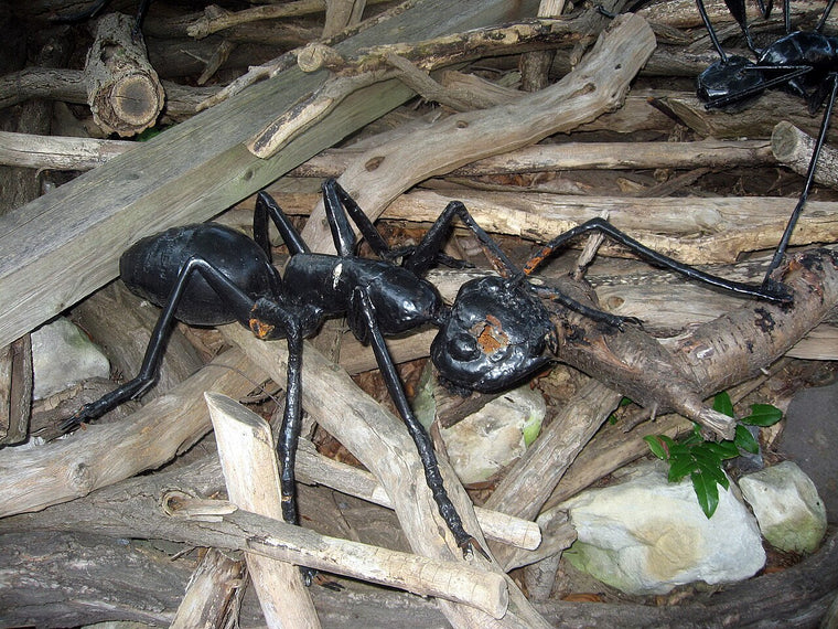 Rød skogmaur (Formica rufa) tydelig synlig