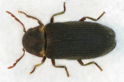 Råteborebille (Hadrobregmus pertinax) tydelig synlig