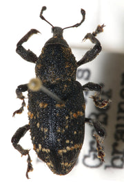 Gransnutebille (Hylobius abietis) tydelig synlig