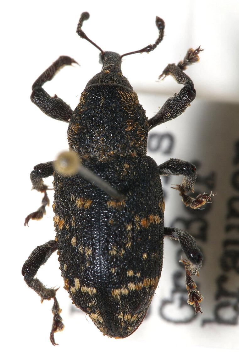 Gransnutebille (Hylobius abietis) tydelig synlig