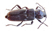 Husbukk (Hylotrupes bajulus) tydelig synlig som eksempel på treskadedyr. Bilde: Wikimedia Commons, public domain