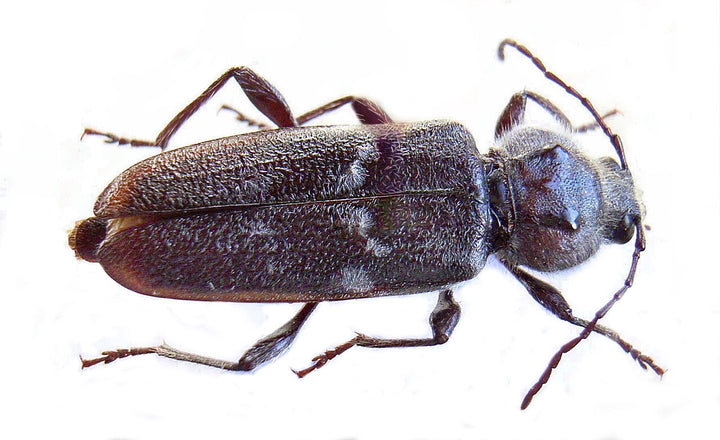 Husbukk (Hylotrupes bajulus) tydelig synlig som eksempel på treskadedyr. Bilde: Wikimedia Commons, public domain