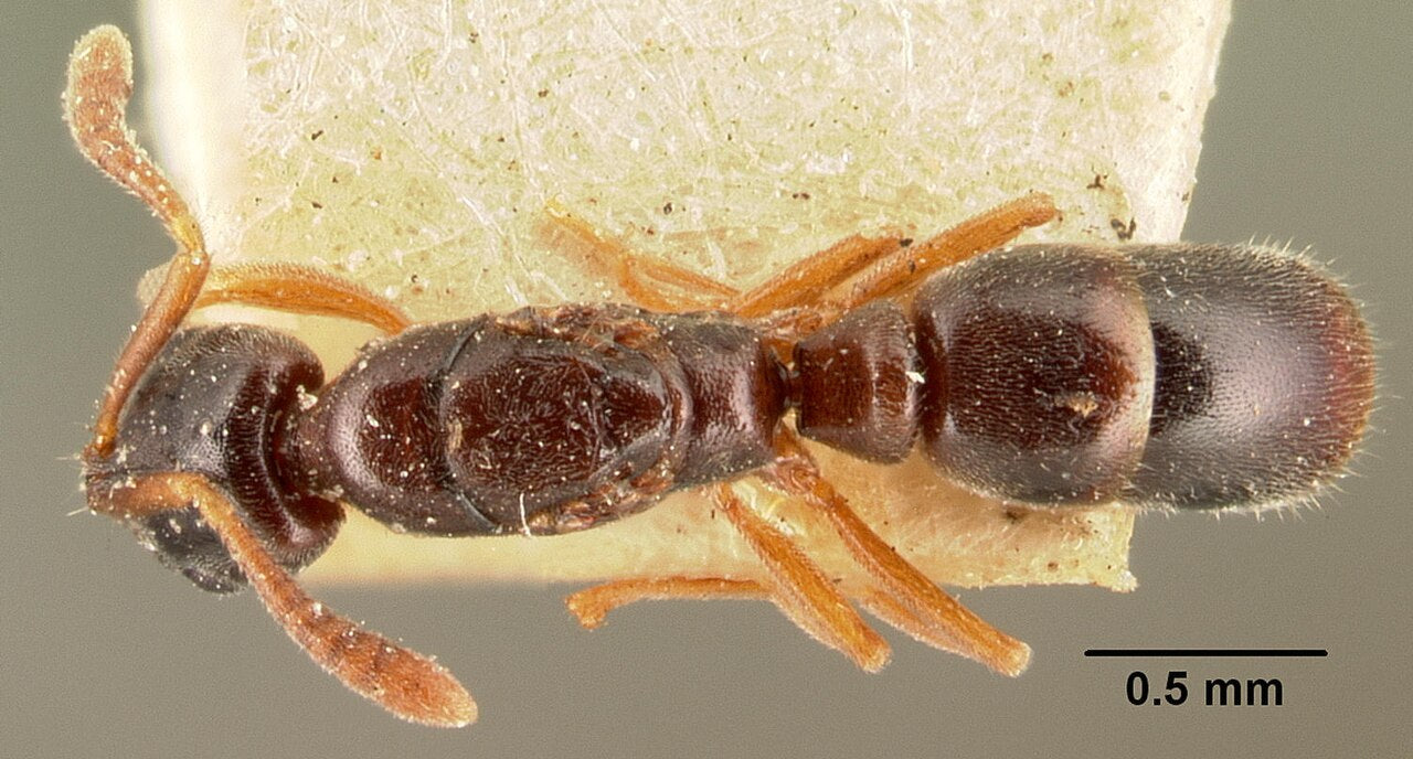 Kompostmaur (Hypoponera punctatissima-gruppen) tydelig synlig ovenfra