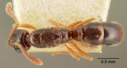 Kompostmaur (Hypoponera punctatissima-gruppen) tydelig synlig ovenfra