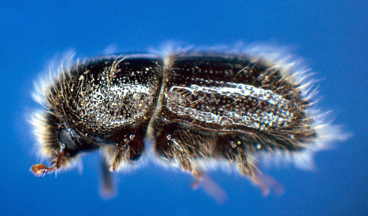 Granbarkbille (Ips typographus), representativ barkbille, tydelig synlig