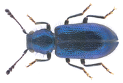 Blågrønn skinkebille (Korynetes caeruleus) tydelig synlig