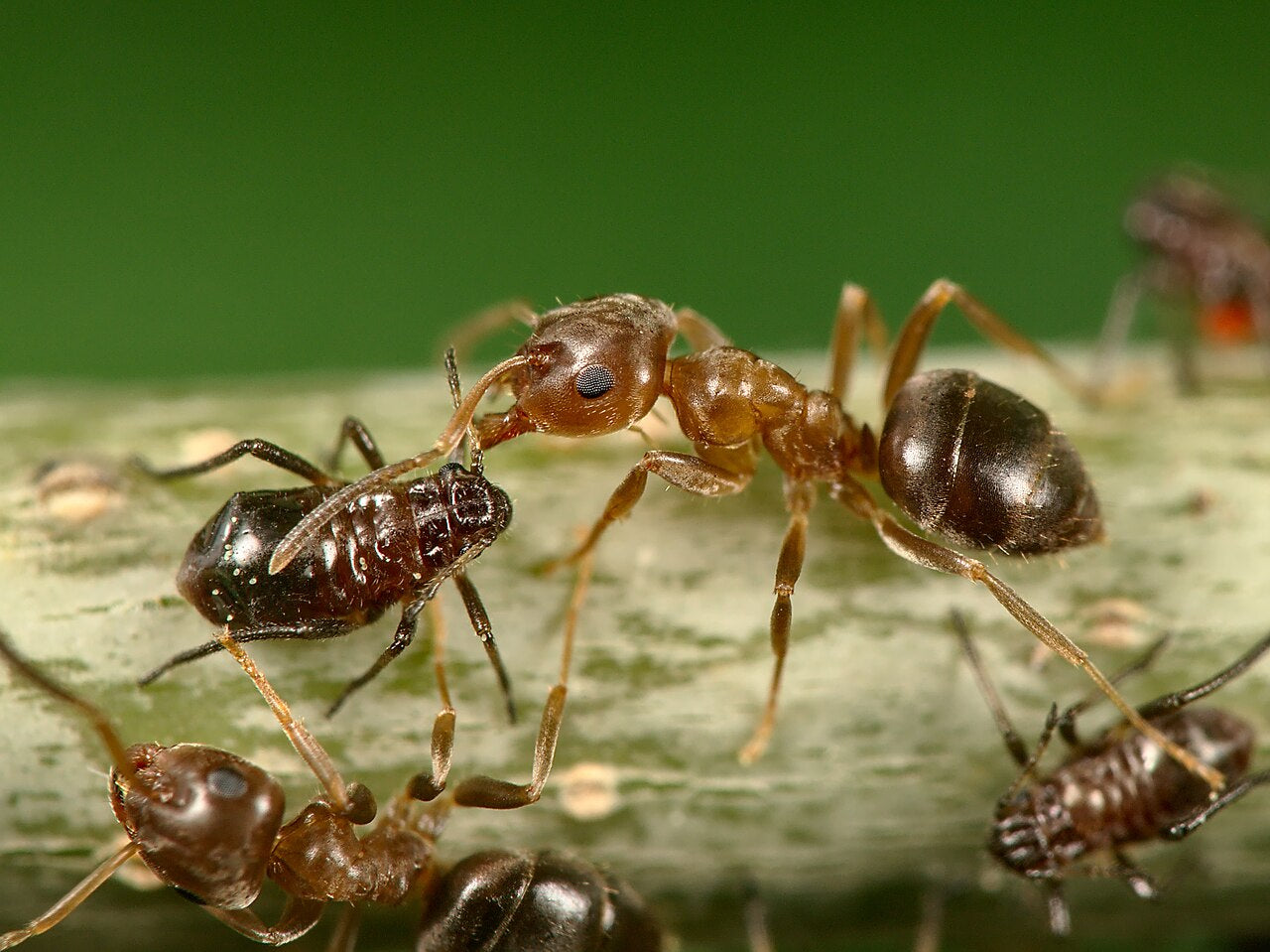 Brun tremaur (Lasius brunneus) tydelig synlig