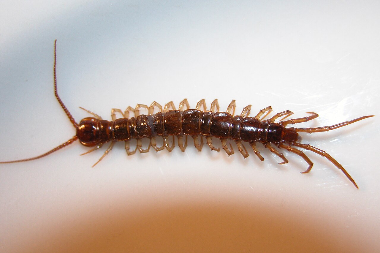 Skolopender (Lithobius forficatus), representativ art, tydelig synlig