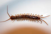 Skolopender (Lithobius forficatus), representativ art, tydelig synlig