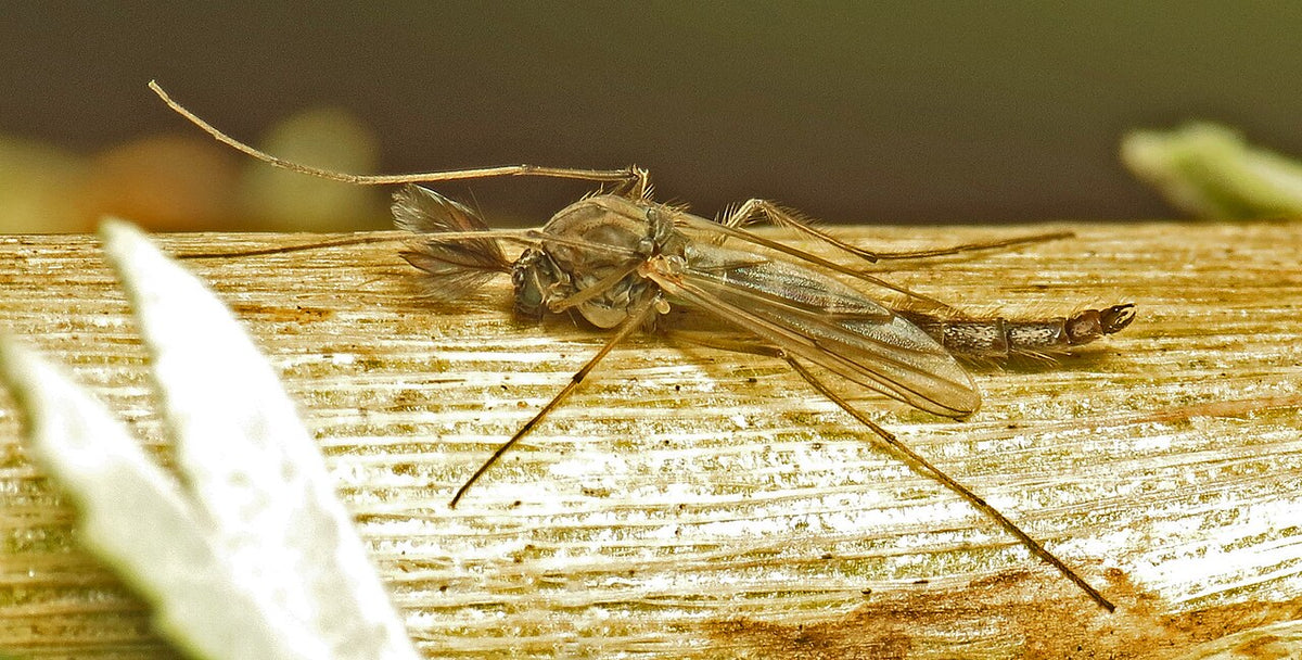 Fjærmygg (familien Chironomidae), hann tydelig synlig