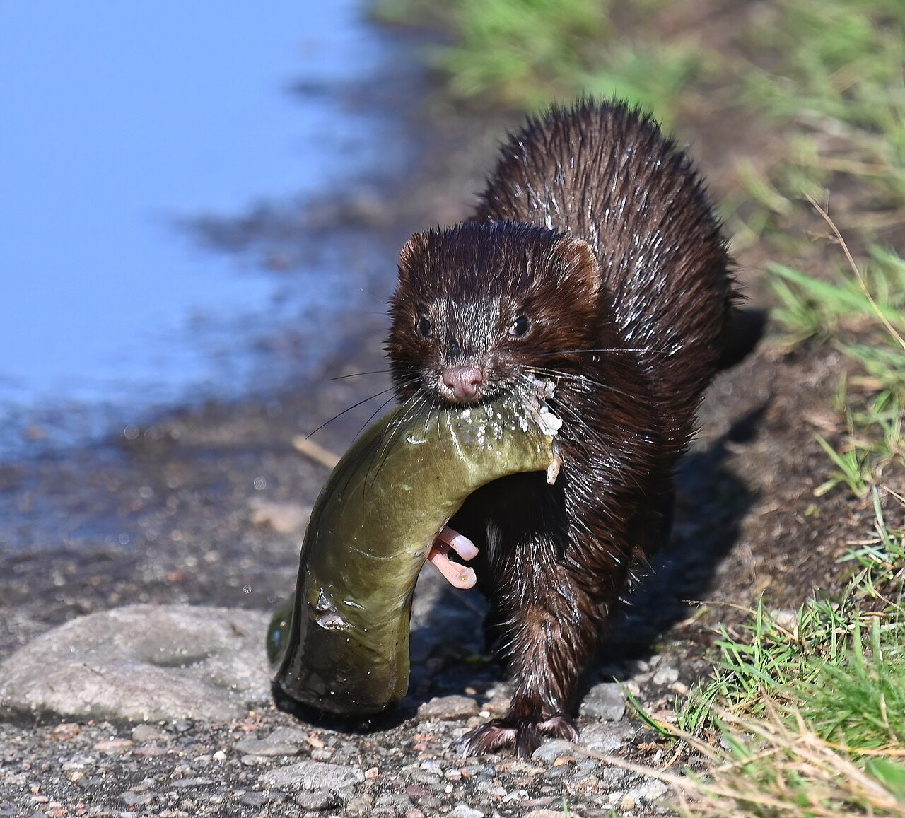 Mink med bytte på Mølen i Larvik – unikt redaksjonelt bilde til artikkel om mink ved brygge og dam