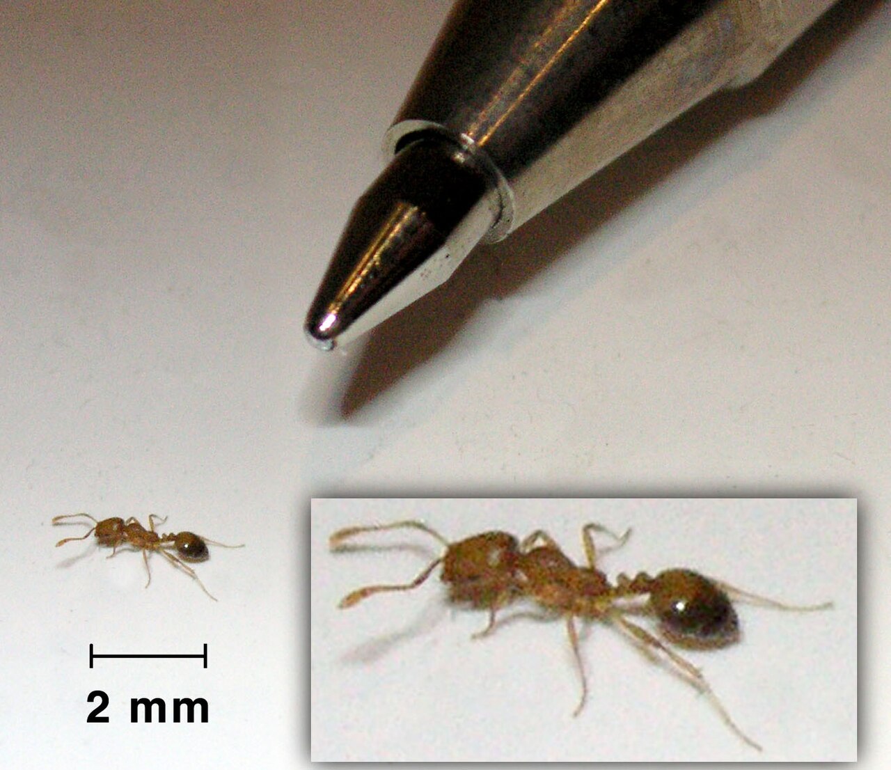 Faraomaur (Monomorium pharaonis) tydelig synlig