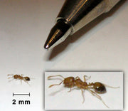 Faraomaur (Monomorium pharaonis) tydelig synlig