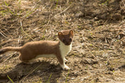 Røyskatt (Mustela erminea) tydelig synlig