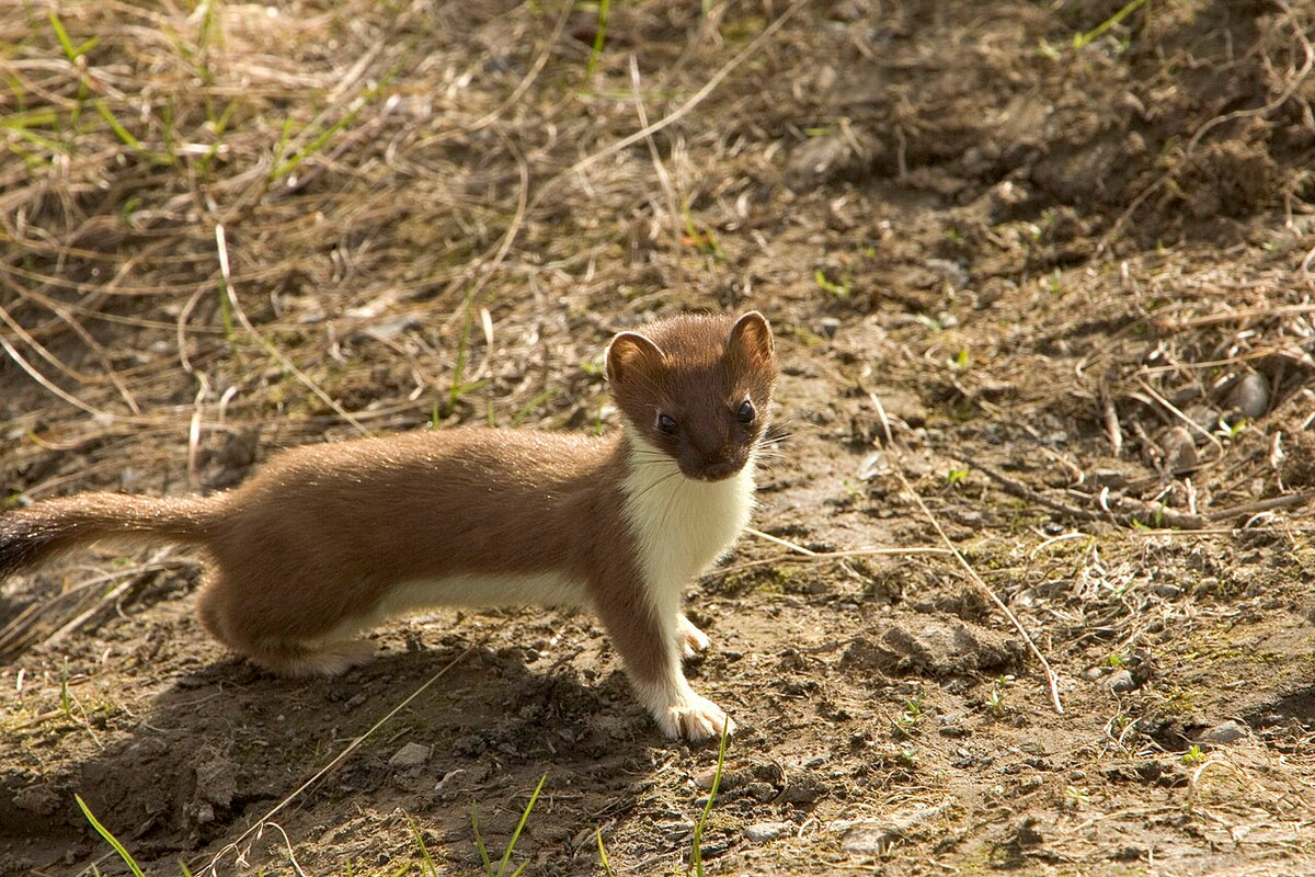 Røyskatt (Mustela erminea) tydelig synlig