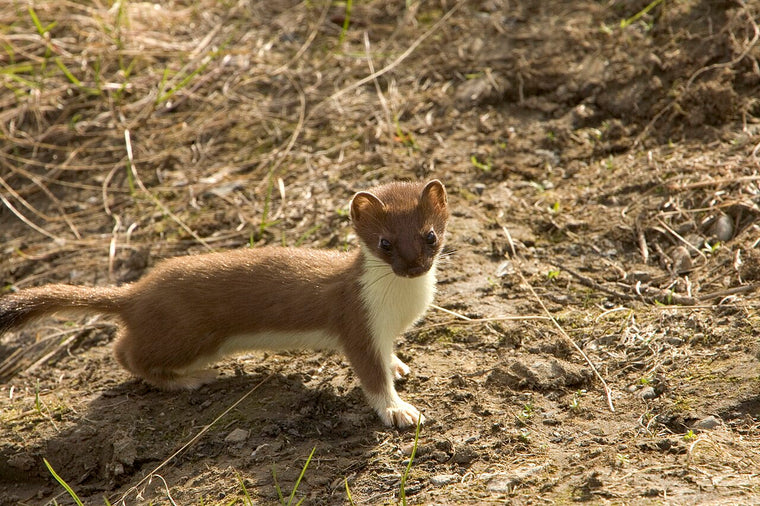 Røyskatt (Mustela erminea) tydelig synlig