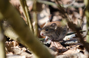 Klatremus (Myodes glareolus) tydelig synlig