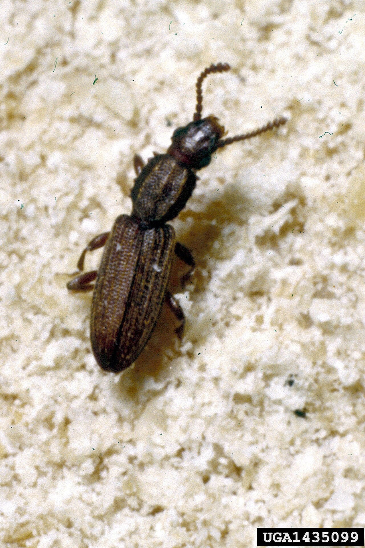 Sagtannet melbille (Oryzaephilus surinamensis) tydelig synlig