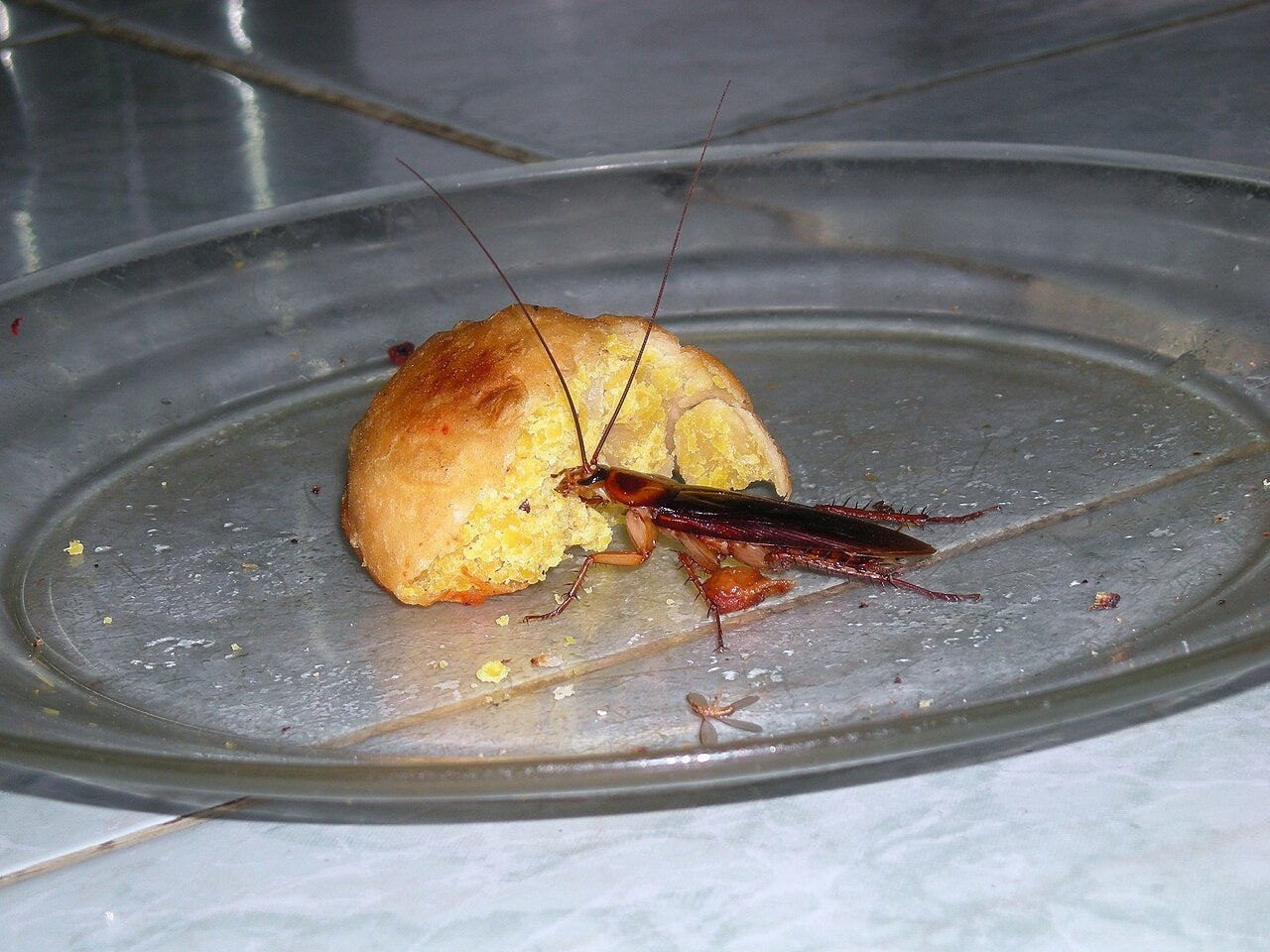 Amerikansk kakerlakk (Periplaneta americana) tydelig synlig