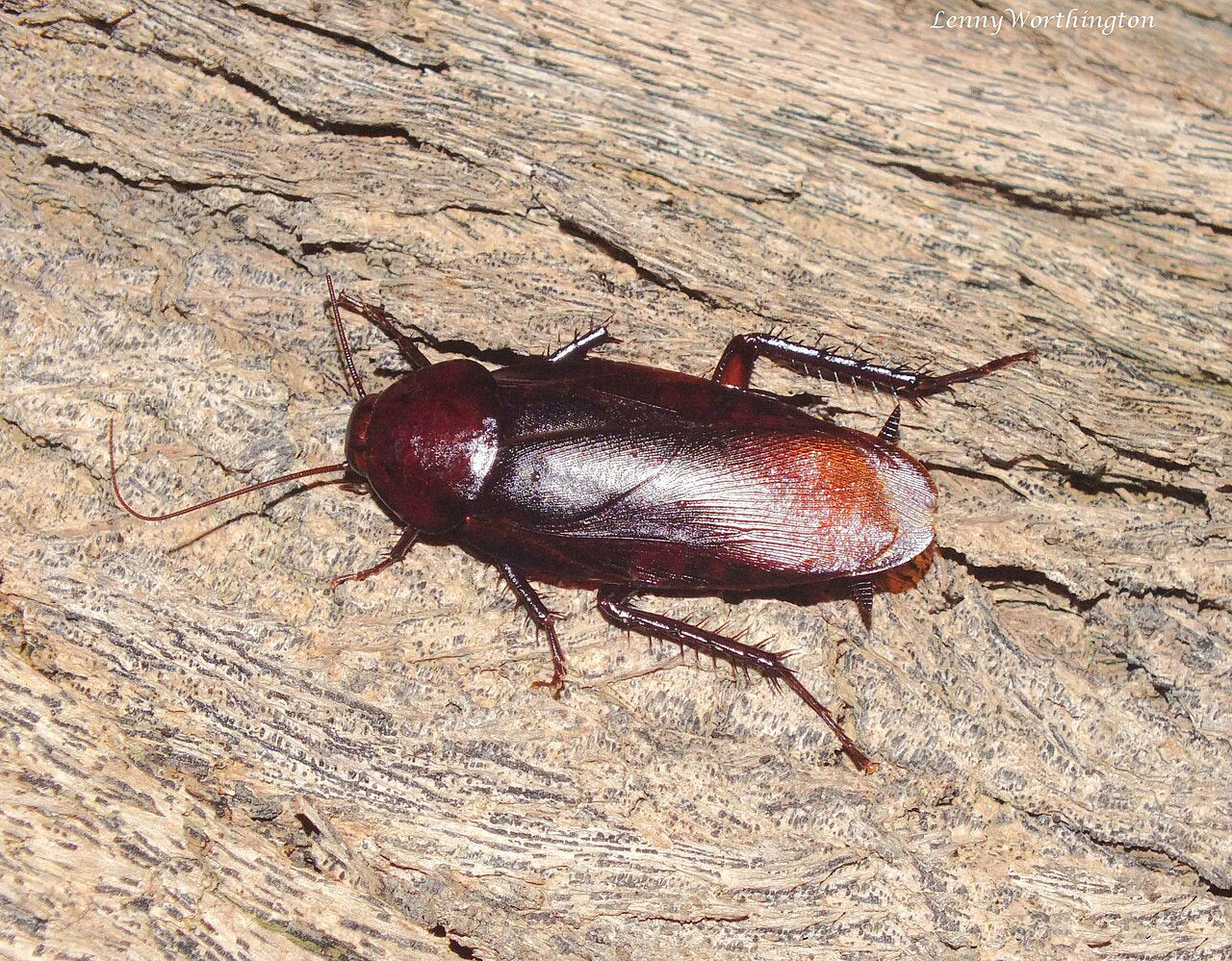 Røkbrun kakerlakk (Periplaneta fuliginosa) tydelig synlig