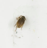 Australsk tyvbille (Ptinus tectus) tydelig synlig. Foto: York Museums Trust / Wikimedia Commons, CC BY-SA 4.0