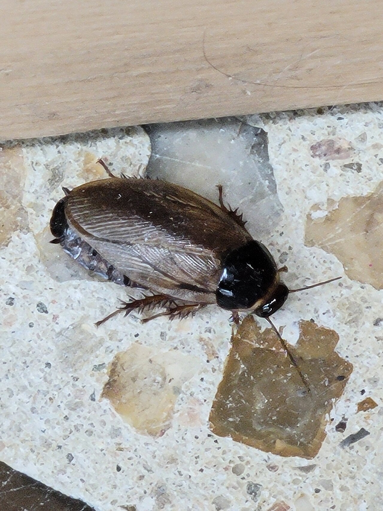 Veksthuskakerlakk (Pycnoscelus surinamensis) tydelig synlig