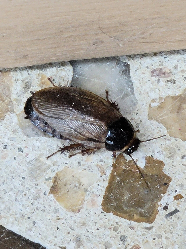 Veksthuskakerlakk (Pycnoscelus surinamensis) tydelig synlig