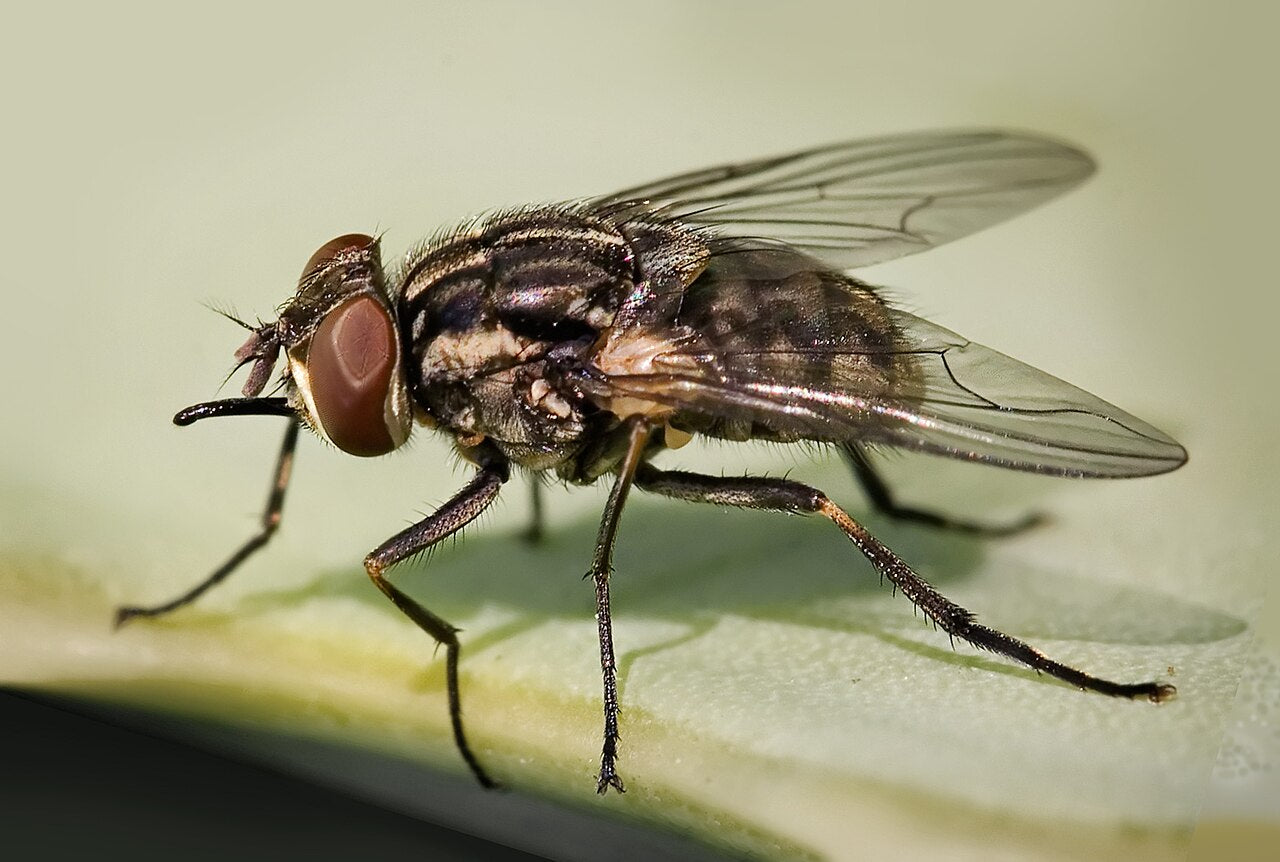 Stikkflue (Stomoxys calcitrans), en av de to fluetypene artikkelen om husflue og stikkflue på gårder handler om, tydelig synlig