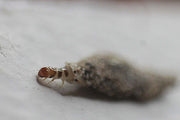 Pelsmøll (Tinea pellionella) tydelig synlig