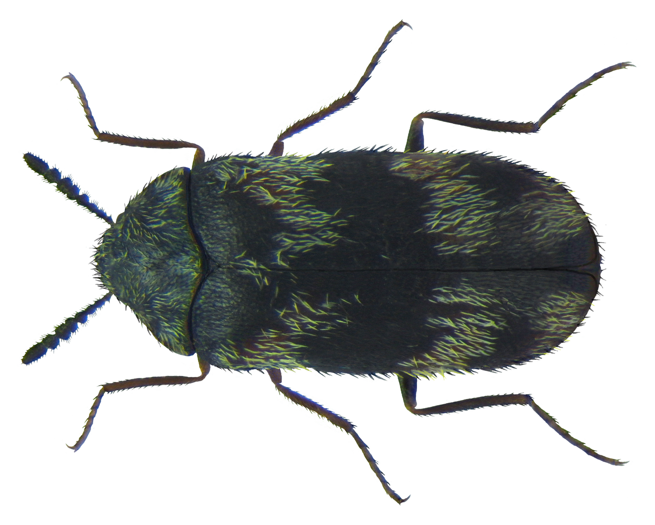 Sebraklanner (Trogoderma angustum) tydelig synlig