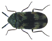 Sebraklanner (Trogoderma angustum) tydelig synlig