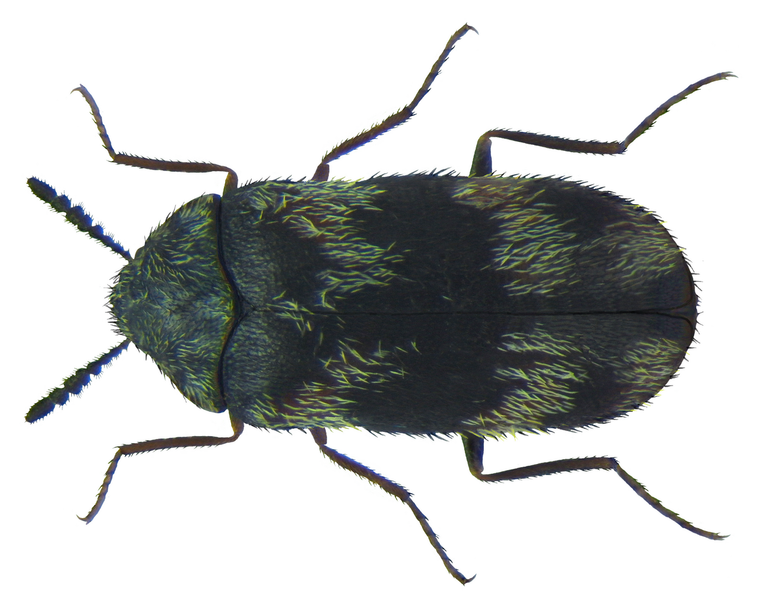 Sebraklanner (Trogoderma angustum) tydelig synlig
