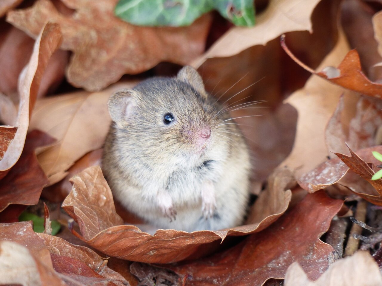 Småskogmus (Apodemus sylvaticus) tydelig synlig