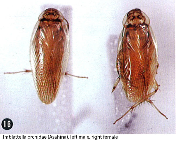 Orkidékakerlakk (Shelfordina orchidae) tydelig synlig. Kilde: Cockroach Species File / TaxonWorks, CC BY 4.0