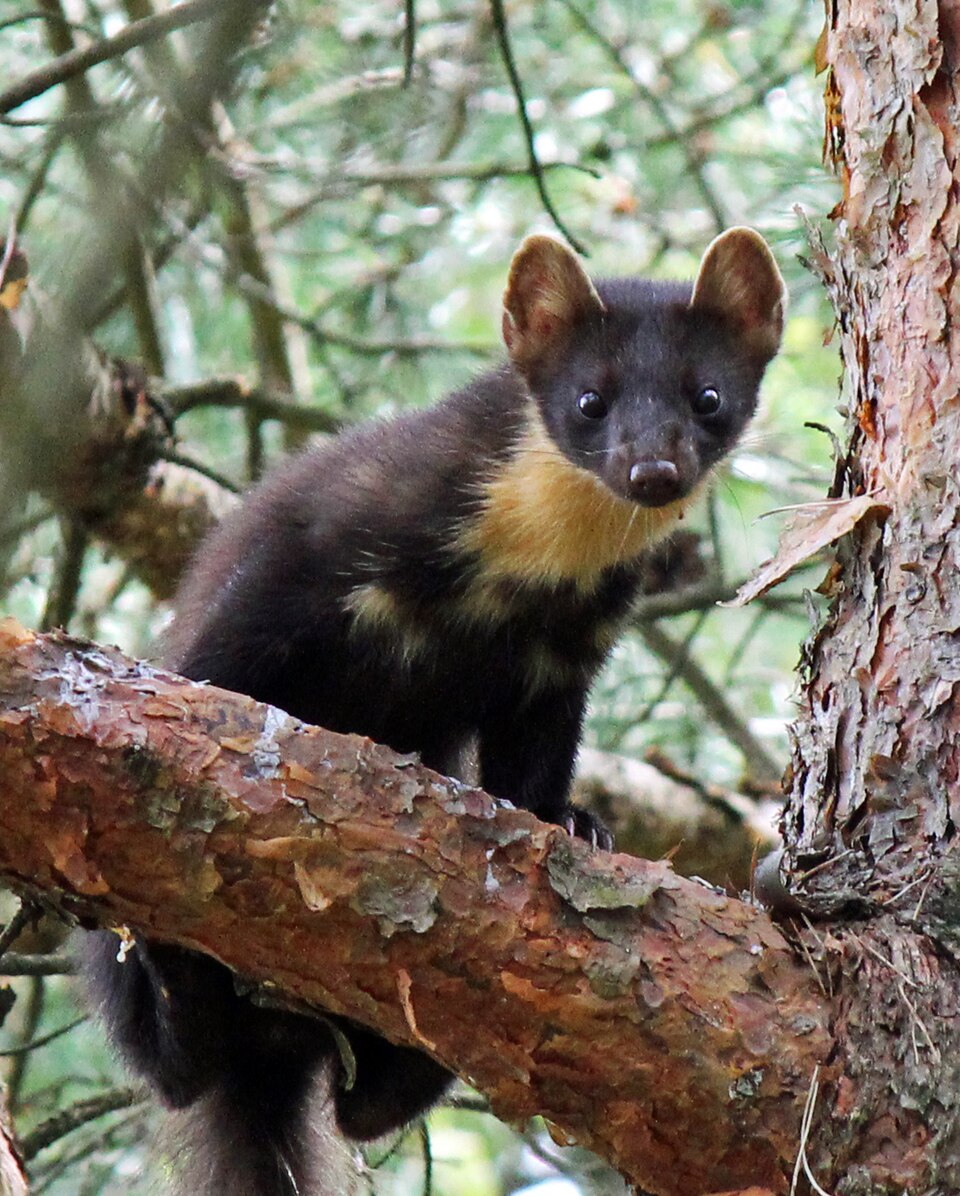 Mår i naturen – redaksjonelt bilde til artikkel om mår i garasje og uthus