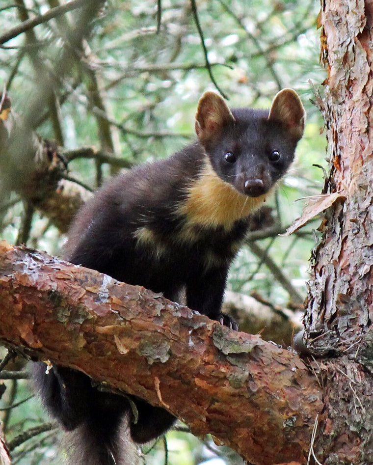 Mår i naturen – redaksjonelt bilde til artikkel om mår i garasje og uthus