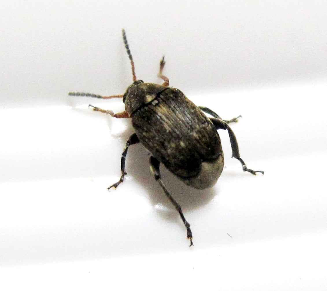 Bønnefrøbille (Acanthoscelides obtectus) tydelig synlig