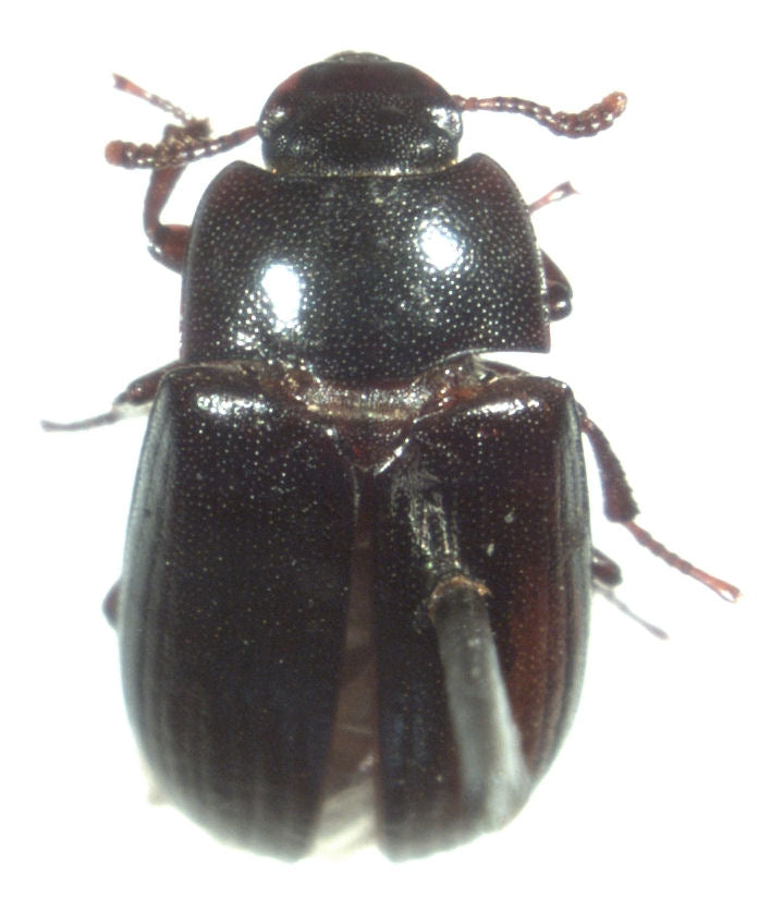 Liten melbille (Alphitobius diaperinus) tydelig synlig. Bilde: Wikimedia Commons, public domain