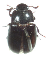 Liten melbille (Alphitobius diaperinus) tydelig synlig. Bilde: Wikimedia Commons, public domain