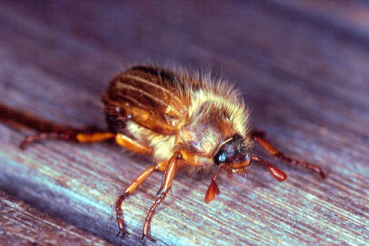Sankthansoldenborre (Amphimallon solstitiale) tydelig synlig