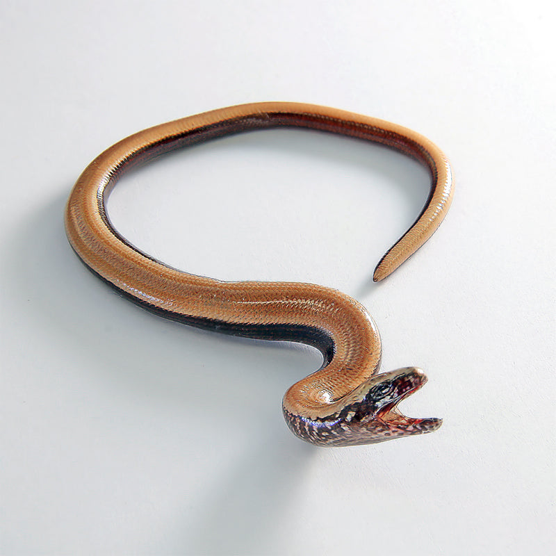 Stålorm (Anguis fragilis) tydelig synlig
