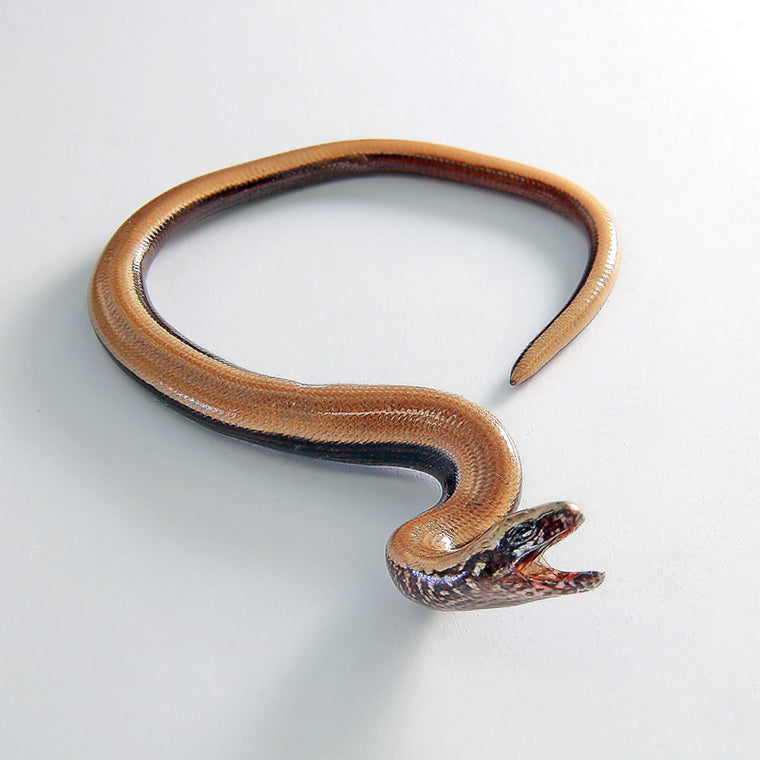 Stålorm (Anguis fragilis) tydelig synlig