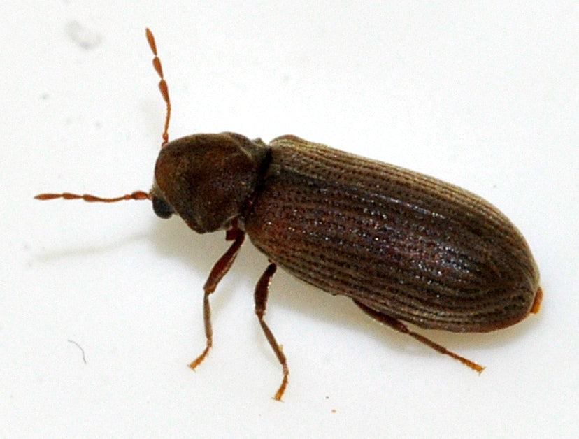Stripet borebille (Anobium punctatum) tydelig synlig. Bilde: Wikimedia Commons, CC0