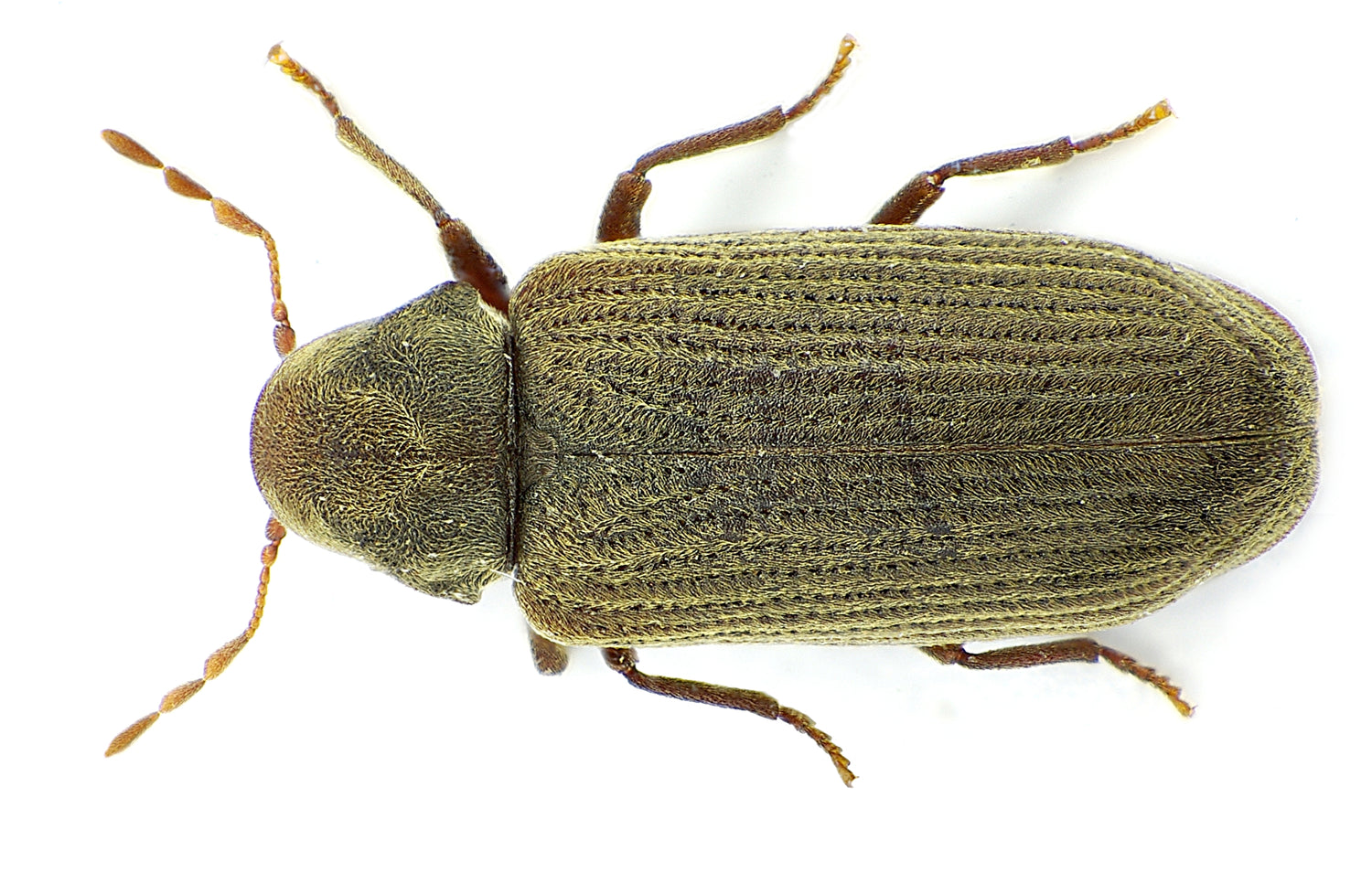 Stripet borebille sett ovenfra – unikt redaksjonelt bilde til artikkel om treborende insekter og fukt