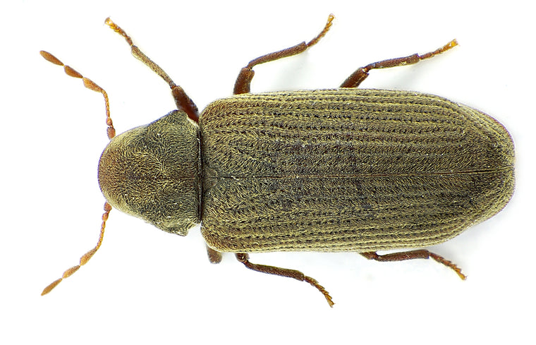 Stripet borebille sett ovenfra – unikt redaksjonelt bilde til artikkel om treborende insekter og fukt