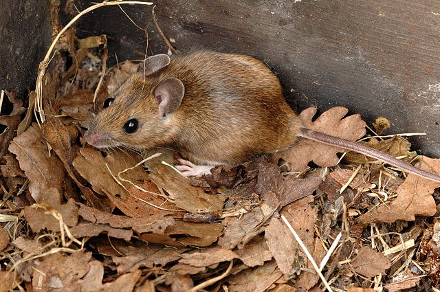 Storskogmus (Apodemus flavicollis) tydelig synlig