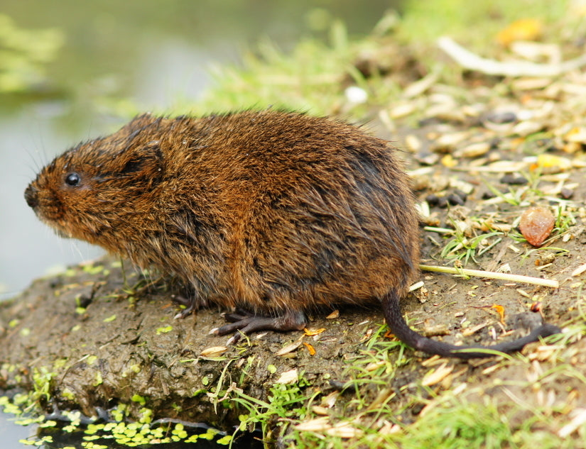 Vånd eller jordrotte (Arvicola amphibius) tydelig synlig