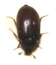 Pelsbille (Attagenus pellio) tydelig synlig